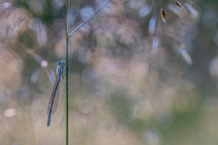 tierfotografie-makrofotografie-becherazurjungfer-10