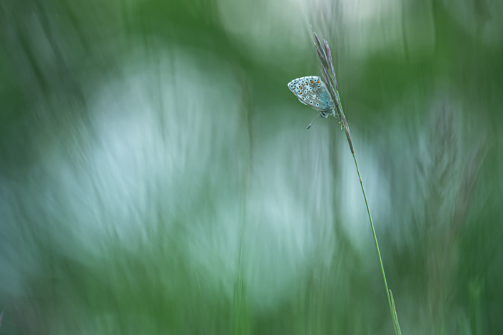 tierfotografie-makrofotografie-blaeuling-9