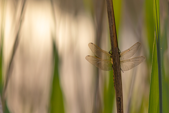 tierfotografie-makrofotografie-blaupfeil-11