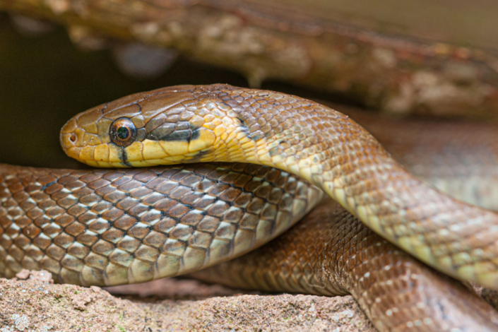 tierfotografie-makrofotografie-eidechsennatter-2