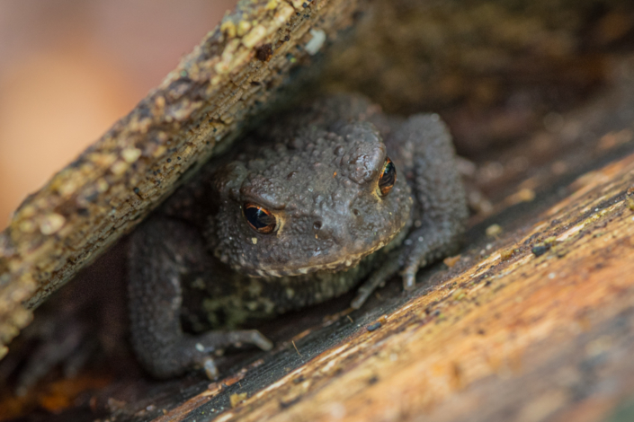 tierfotografie-makrofotografie-erdkroete-4