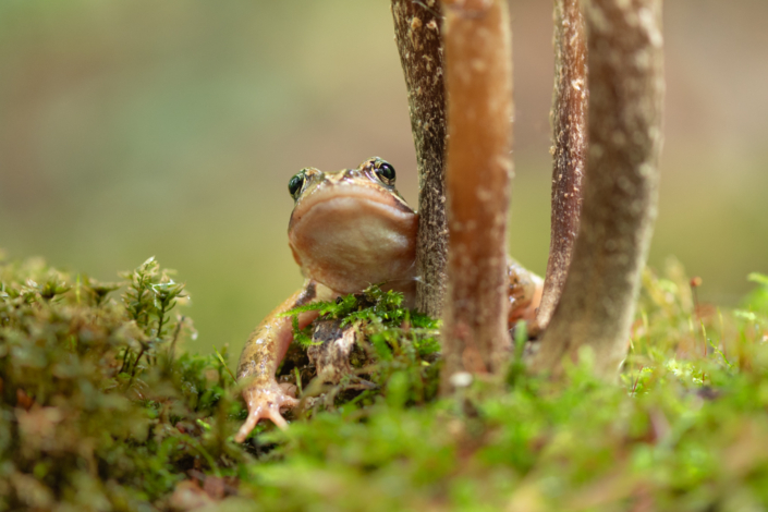 tierfotografie-makrofotografie-grasfrosch-3