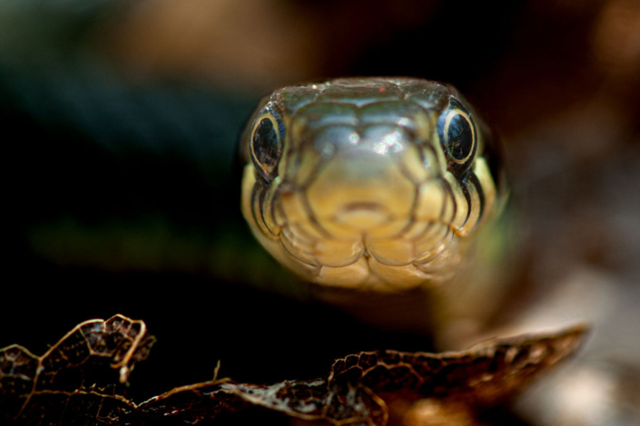tierfotografie-makrofotografie-ringelnatter-1