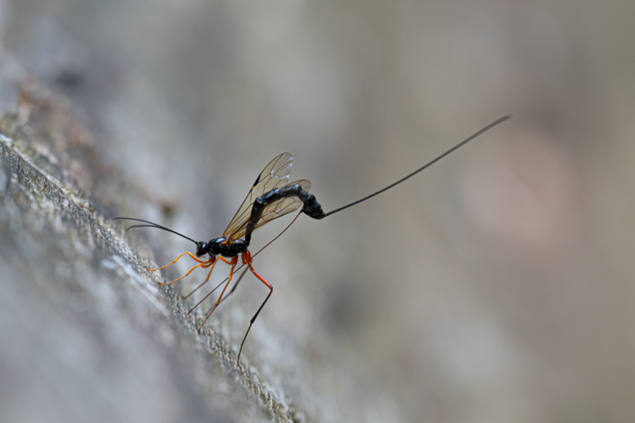 tierfotografie-makrofotografie-schlupfwespe-16