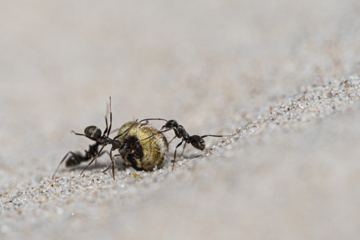 tierfotografie-makrofotografie-spinnenfutter-15