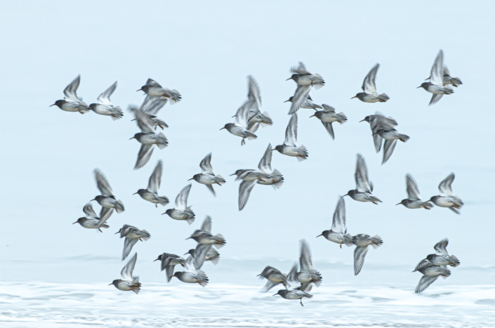tierfotografie-naturfotografie-alpenstrandlaeufer-7