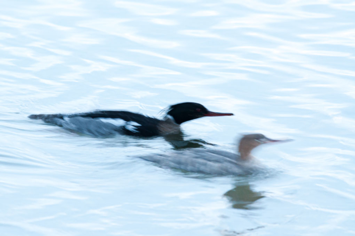 tierfotografie-naturfotografie-gaensesaeger-5