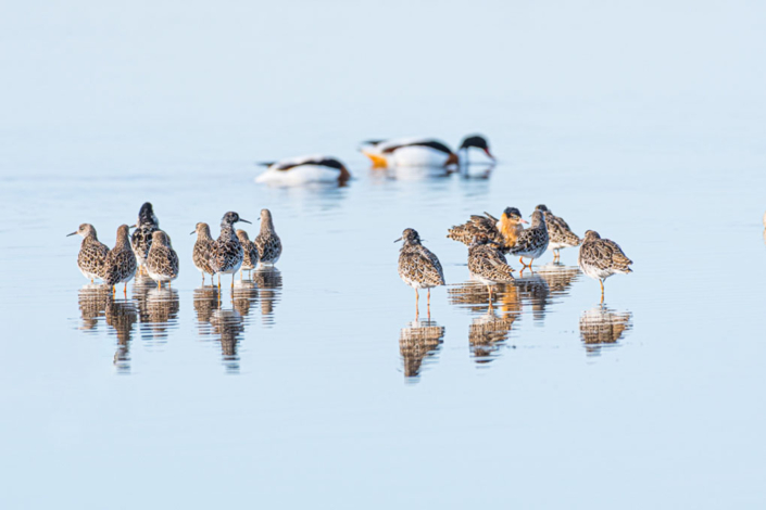 tierfotografie-naturfotografie-kampflaeufer-6