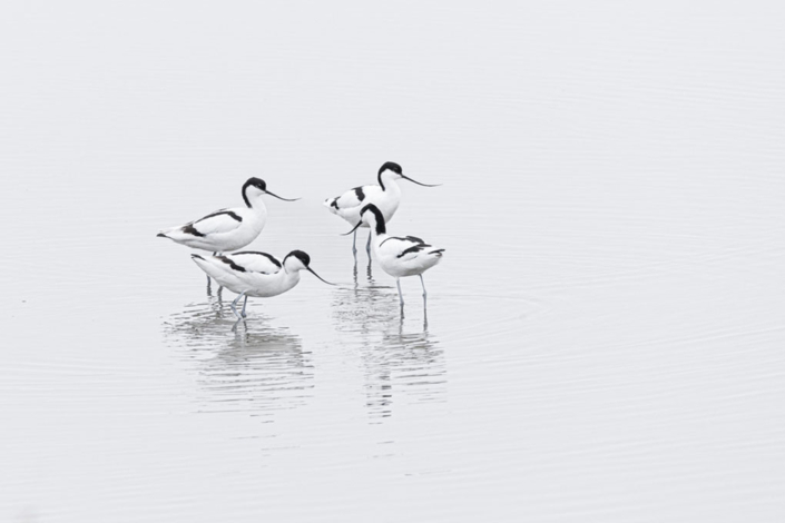 tierfotografie-naturfotografie-saebelschnaebler-8