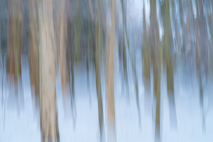 Schneewald