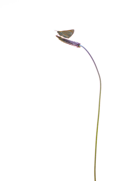 tierfotografie-makrofotografie-blaeuling-17