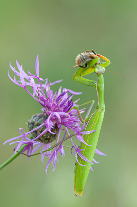 tierfotografie-makrofotografie-gottesanbeterin-22