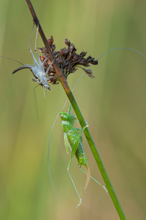 tierfotografie-makrofotografie-häutung-24