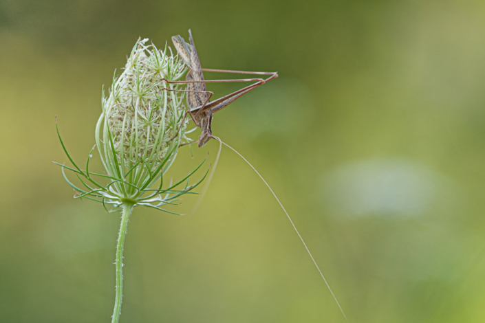 tierfotografie-makrofotografie-heuschrecke1