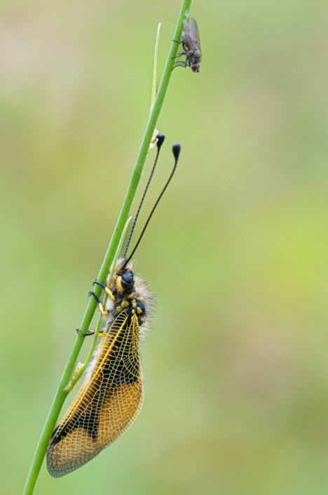 tierfotografie-makrofotografie-schmetterlingshaft-21