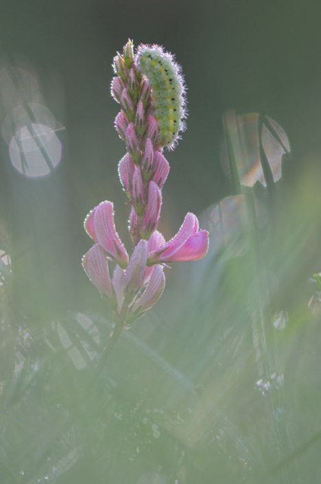 tierfotografie-makrofotografie-widderchenraupe-23