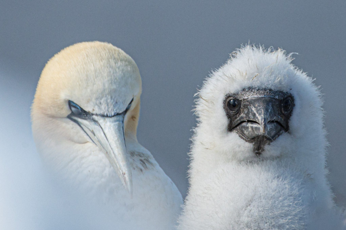tierfotografie-naturfotografie-basstoelpel