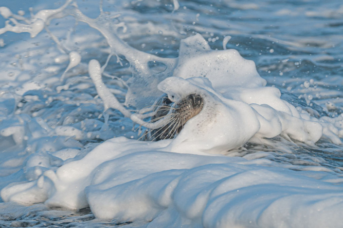 tierfotografie-naturfotografie-kegelrobbe