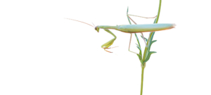 Mantis